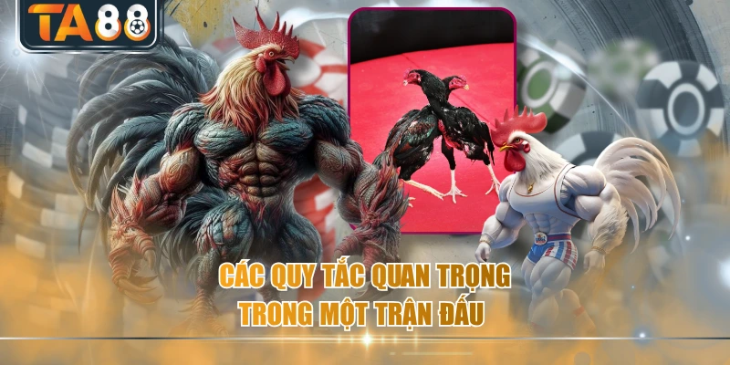 Các quy tắc quan trọng trong một trận đấu 